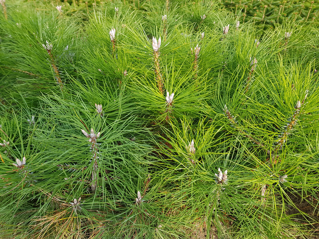 Pinus nigra ssp. Nigra (Schwarzkiefer) - © Udo Pein Forst- und Rosenschulen GbR
