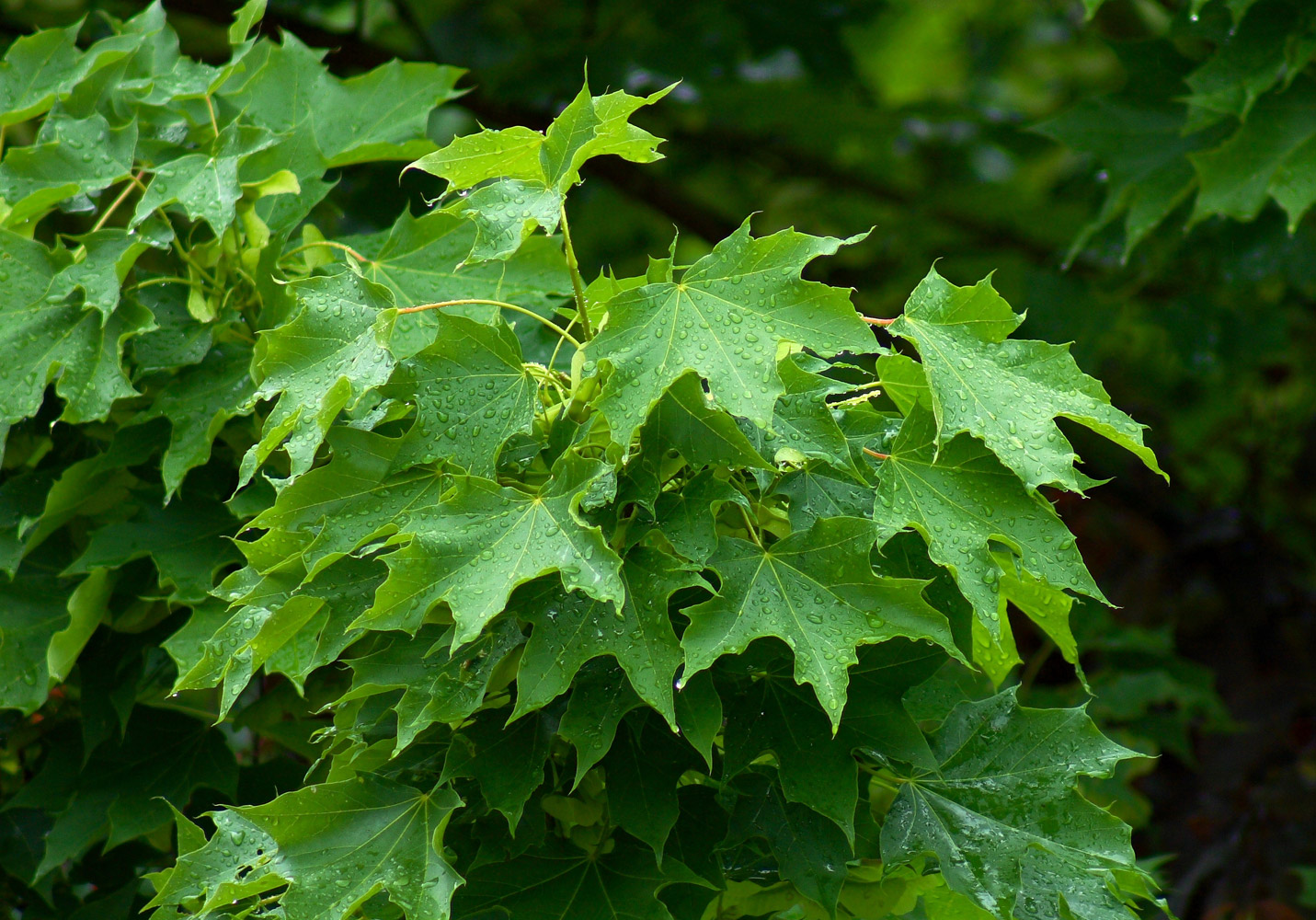 Acer platanoides (Spitzahorn) - © By Martin Bobka (= Martin120) - Own work, CC BY-SA 2.5, https://commons.wikimedia.org/w/index.php?curid=810277