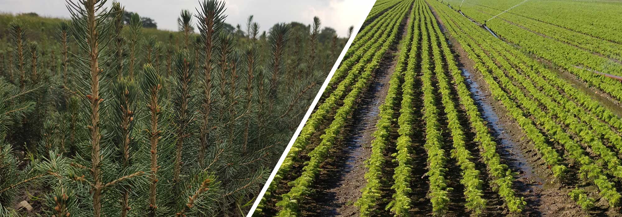 Weihnachtsbäume / Jungpflanzensortiment - © Udo Pein Forst- und Rosenschulen GbR