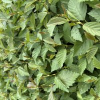 Grau-Erle oder Weiß-Erle (Alnus incana) - &copy; Udo Pein Forst- und Rosenschulen