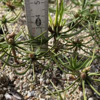 Zirbe ( Pinus cembra ) - © Udo Pein Forst- und Rosenschulen