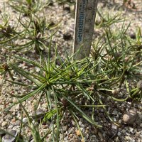 Zirbe ( Pinus cembra ) - © Udo Pein Forst- und Rosenschulen