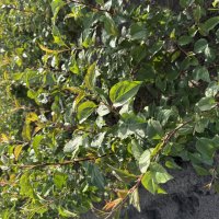 Malus sylvestris 1-1 - &copy; Udo Pein Forst- und Rosenschulen