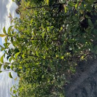 Wild - Apfel verschult - &copy; Udo Pein Forst- und Rosenschulen