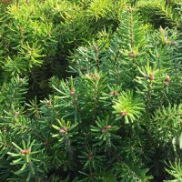 Abies koreana Sämling - 2 jährig - © Udo Pein Forst- und Rosenschulen GbR