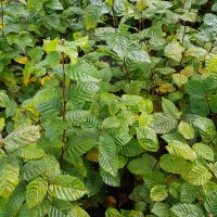 Carpinus betulus - &copy; Udo Pein Forst- und Rosenschulen GbR
