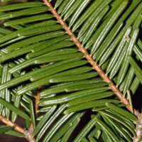 Abies grandis - Trieb - © By Walter Siegmund (talk) - Own work, CC BY-SA 3.0, https://commons.wikimedia.org/w/index.php?curid=6626842