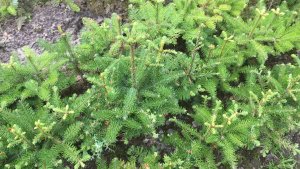 Abies nobilis - © Udo Pein Forst- und Rosenschulen GbR