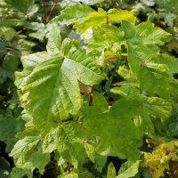 Acer pseudoplatanus (Bergahorn) - © 