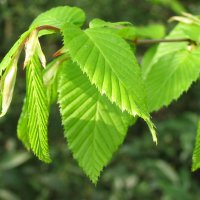Carpinus betulis (Weißbuche) - Blätter - © CC BY-SA 3.0, https://commons.wikimedia.org/w/index.php?curid=536334