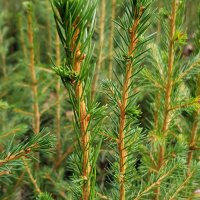Picea abies (Rotfichte) - © Udo Pein Forst- und Rosenschulen GbR