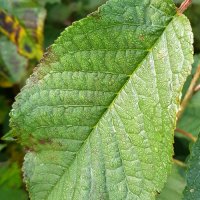 Prunus avium - Blätter - © Udo Pein Forst- und Rosenschulen GbR