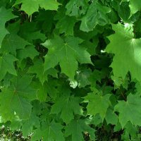 Acer platanoides Blätter - © By Sten Porse - Own work, CC BY-SA 3.0, https://commons.wikimedia.org/w/index.php?curid=129183