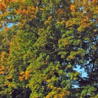 Acer platanoides Habitus - © CC BY-SA 2.5, https://commons.wikimedia.org/w/index.php?curid=670413