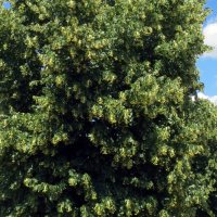 Tilia cordata - Habitus - © By AnRo0002 - Own work, CC0, https://commons.wikimedia.org/w/index.php?curid=33214126