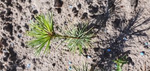 Pinus strobus 2 jähriger Sämling - © Udo Pein Forst- und Rosenschulen GbR