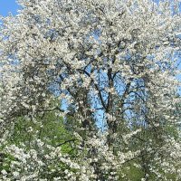 Prunus avium (Wildkirsche) - Habitus - © By Konrad Lackerbeck - Own work (Bild selbst erstellt), CC BY-SA 2.5, https://commons.wikimedia.org/w/index.php?curid=2010685