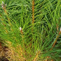 Pinus nigra ssp. Nigra (Schwarzkiefer) - © Udo Pein Forst- und Rosenschulen GbR