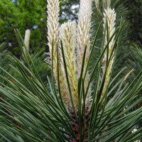 Pinus nigra ssp. Nigra (Schwarzkiefer) - Blüte - © By Kiril Kapustin - Free Images from Bulgaria, CC BY 2.5, https://commons.wikimedia.org/w/index.php?curid=10117390