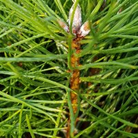 Pinus nigra ssp. Nigra (Schwarzkiefer) - Knospe - © Udo Pein Forst- und Rosenschulen GbR